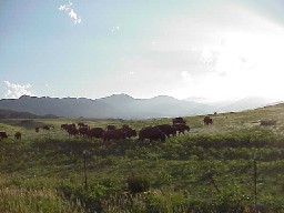 Buffalo (Bison) in the Buffalo Pasture